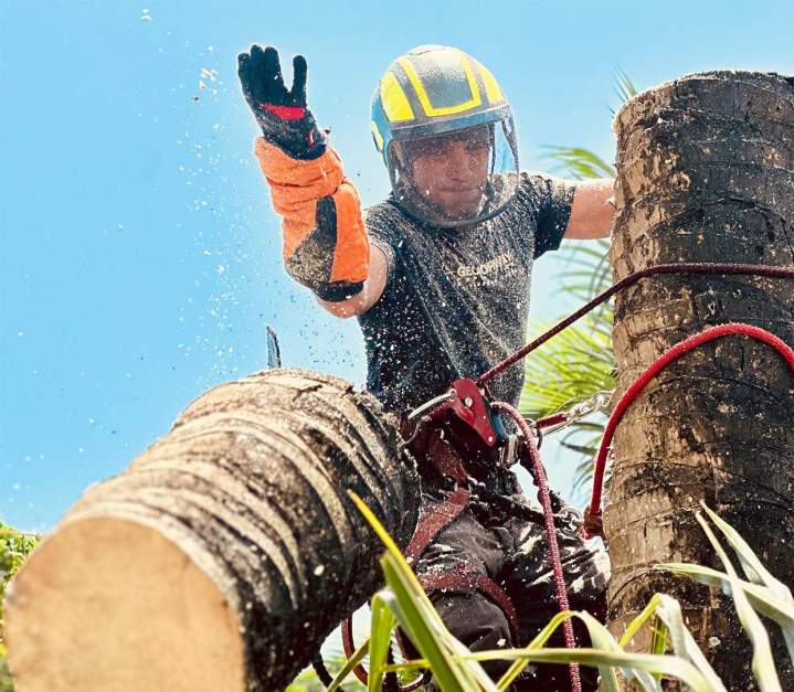 Solutions expertes pour l'abattage d'arbres en situations complexes.