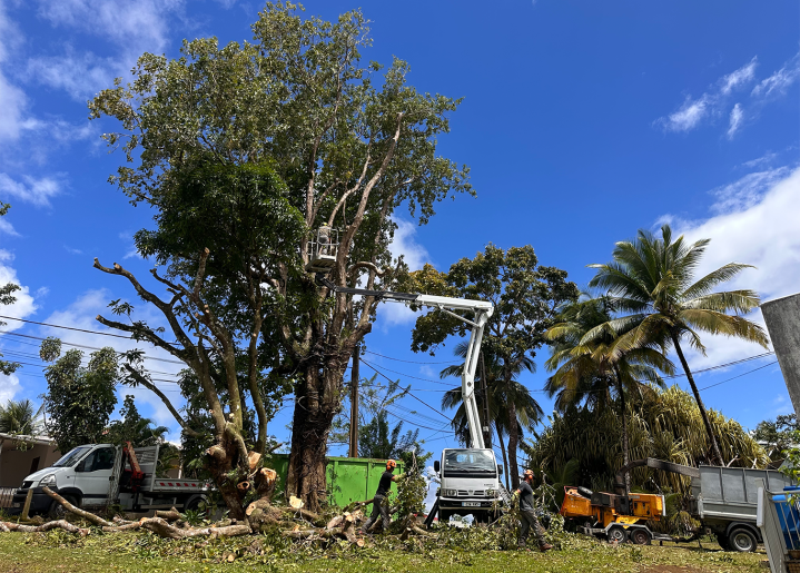 Intervention rapide pour des élagages en urgence