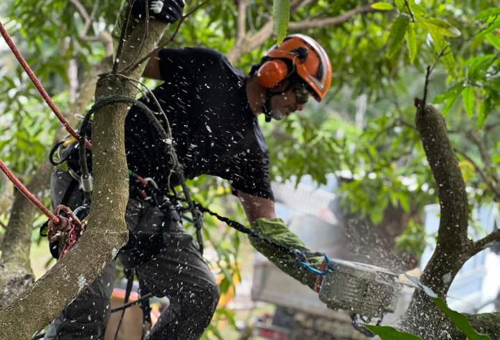 Élagage professionnel pour la santé et l'esthétique de vos arbres