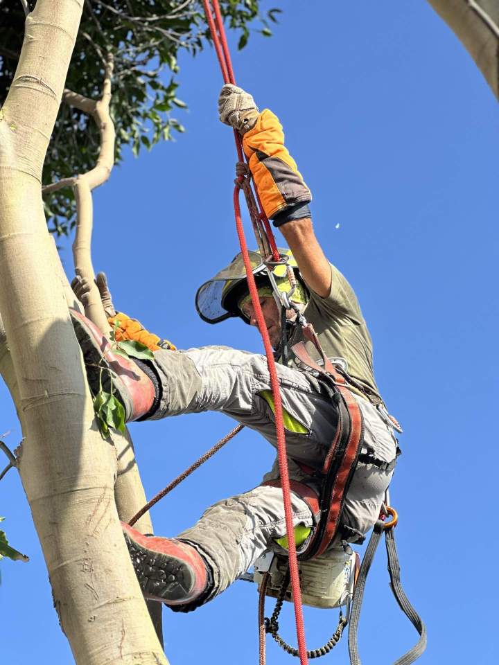 Élagage en hauteur par des élagueurs grimpeurs qualifiés.