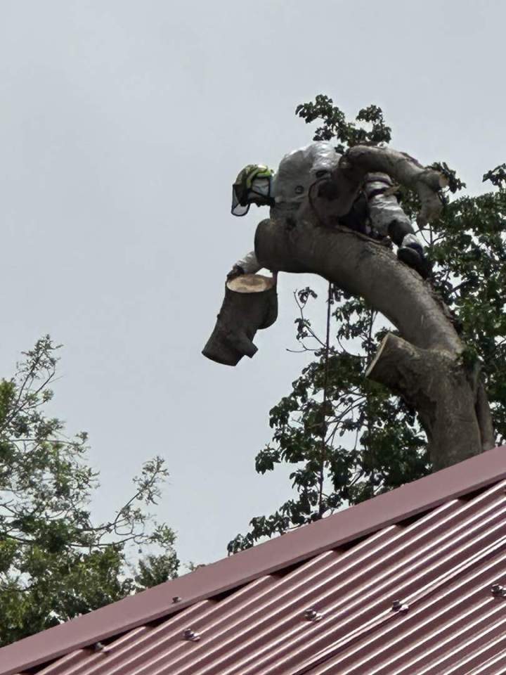 Élagage urgente en Guadeloupe