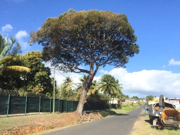 Élagage de branches en Guadeloupe