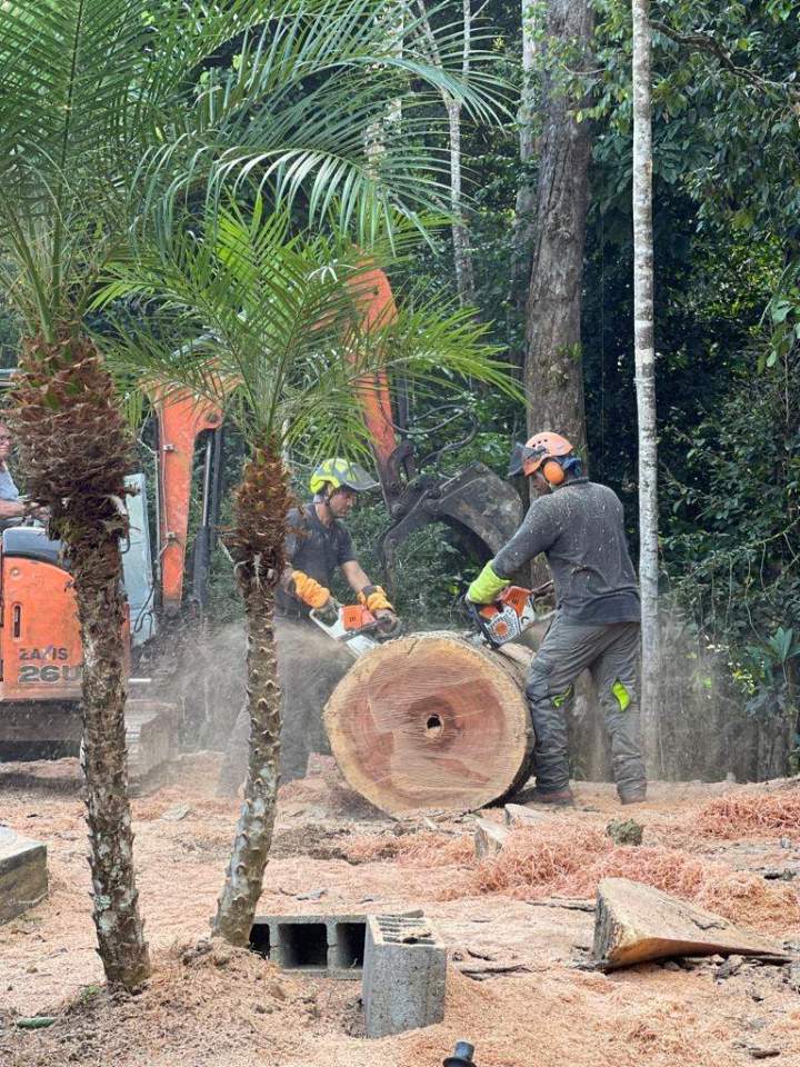 Abattage d'arbre sécurisé en Guadeloupe