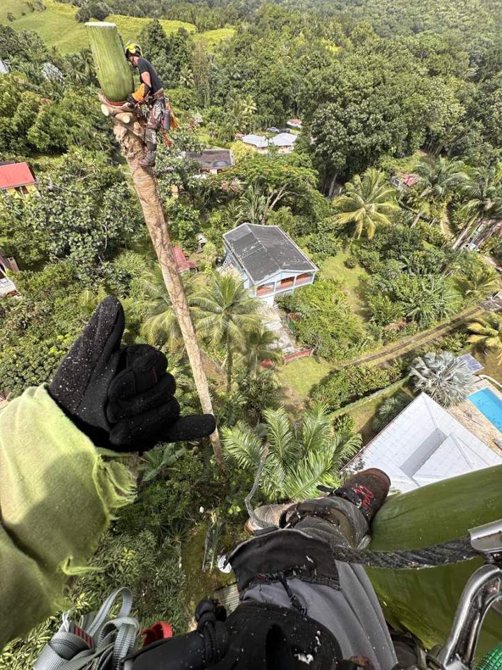 Élagage rapide en Guadeloupe