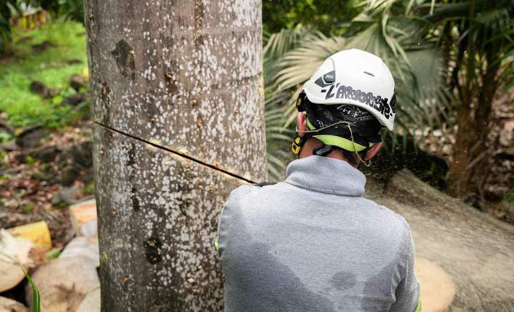 Professionnel en abattage délicat en Guadeloupe