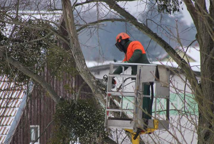 tree pruning 3614399 1280 (1)