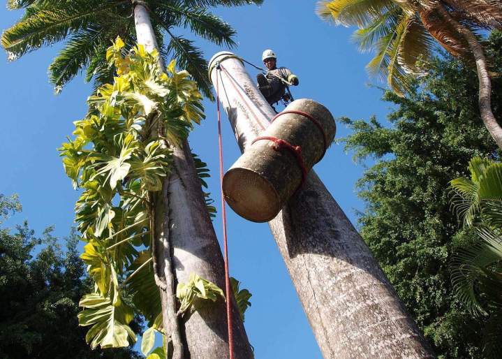 Élagueurs en Guadeloupe